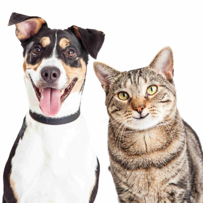 Happy Dog and Cat Together Closeup